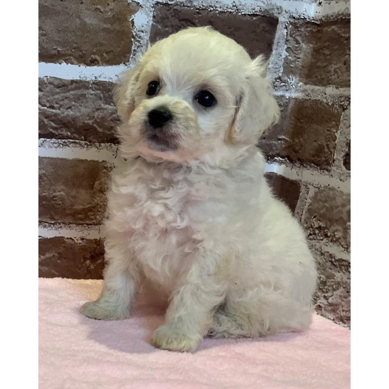 販売中の鹿児島県のミックス犬-419723の8枚目
