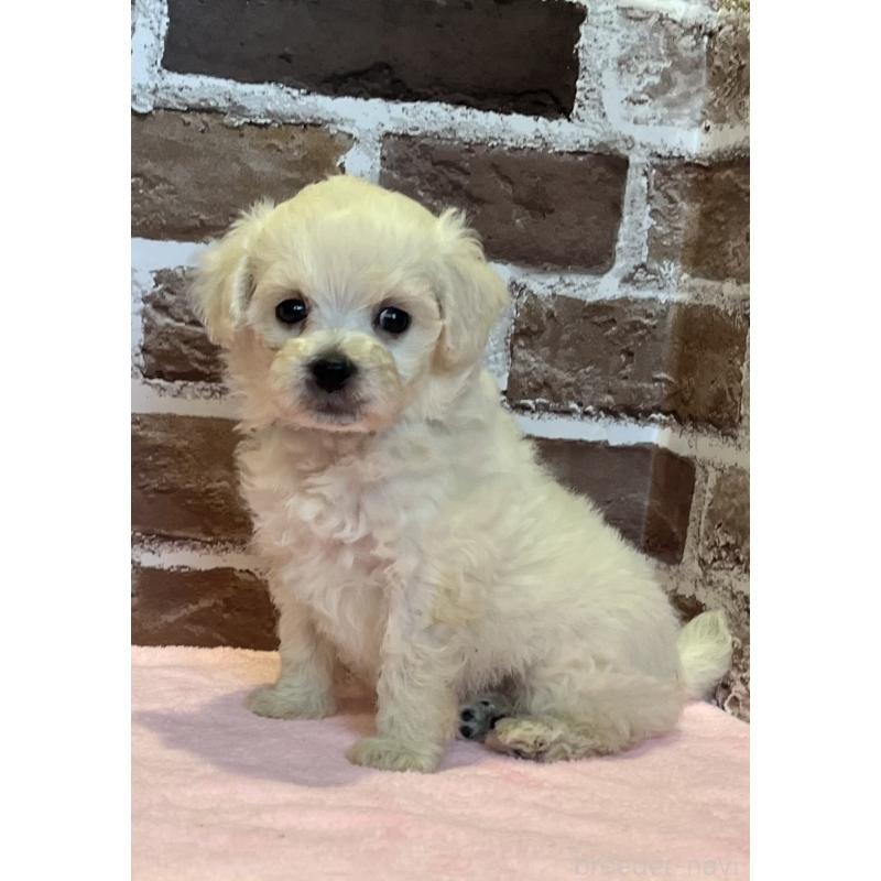 販売中の鹿児島県のミックス犬-419723の7枚目