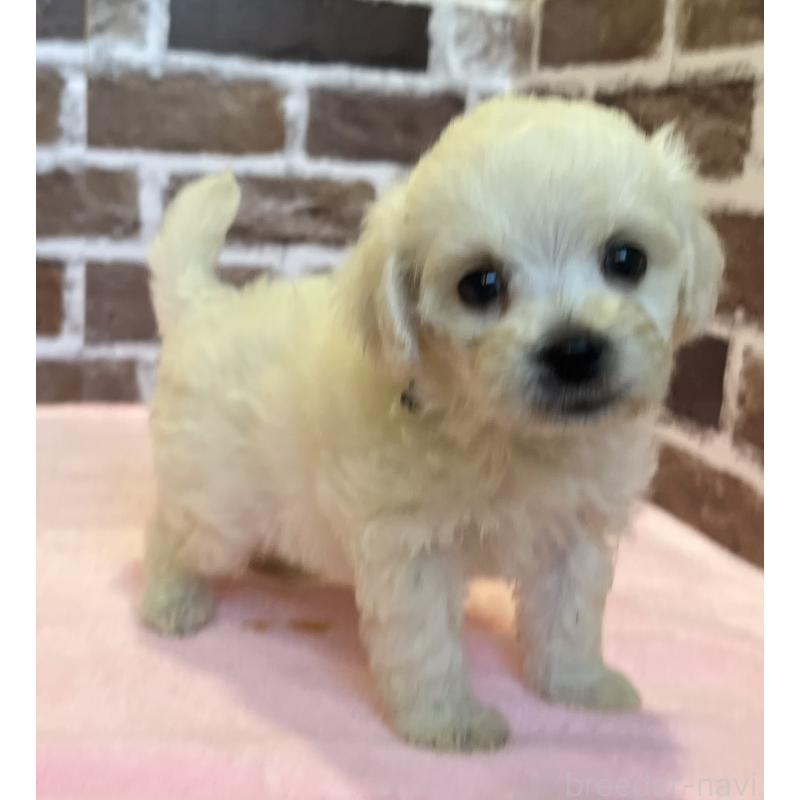 販売中の鹿児島県のミックス犬-419723の6枚目