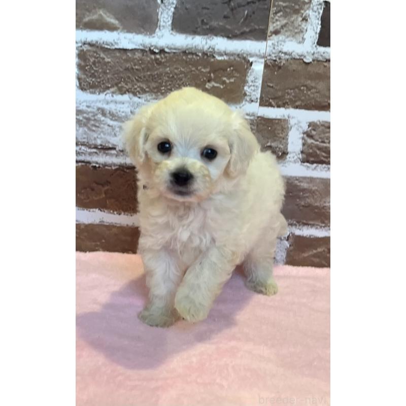 販売中の鹿児島県のミックス犬-419723の5枚目