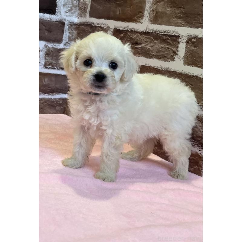販売中の鹿児島県のミックス犬-419723の4枚目