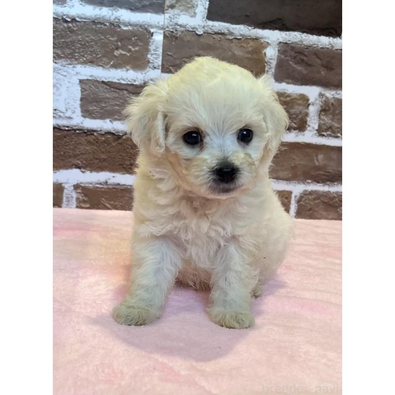 販売中の鹿児島県のミックス犬-419723の2枚目