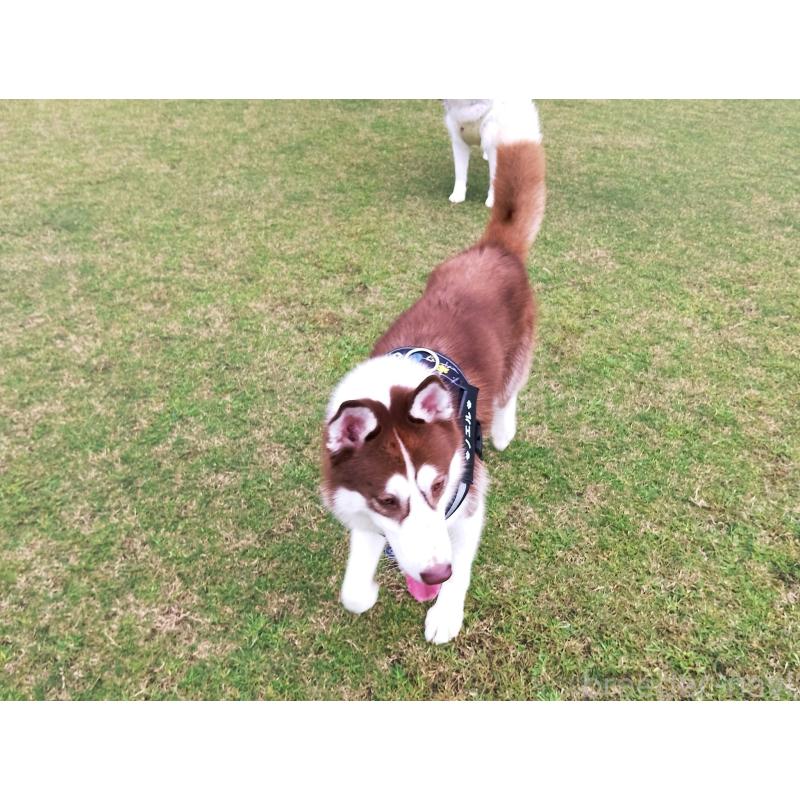 ノエルくん1枚目