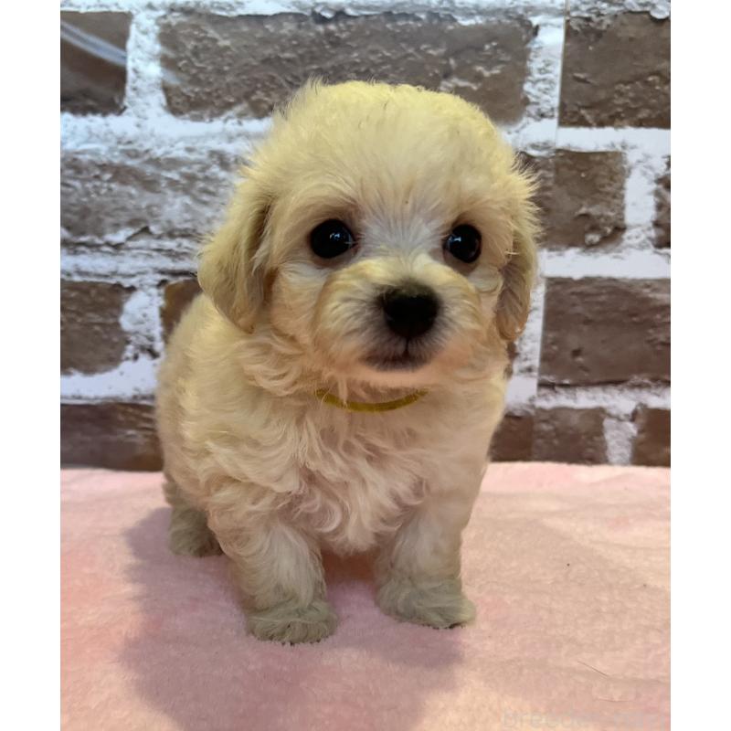 販売中の鹿児島県のミックス犬-419724の1枚目