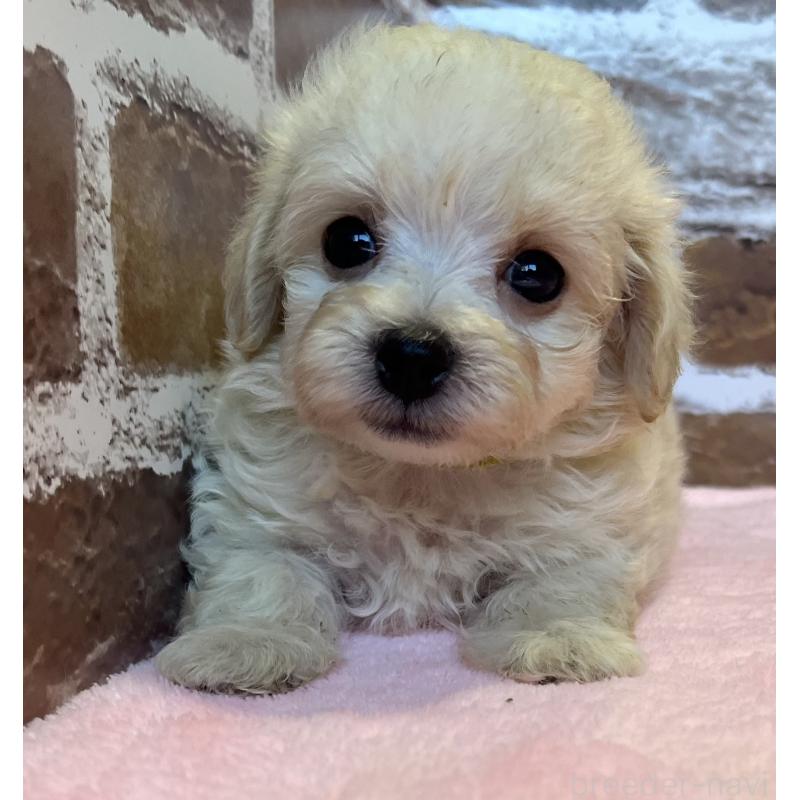 販売中の鹿児島県のミックス犬-419724の9枚目
