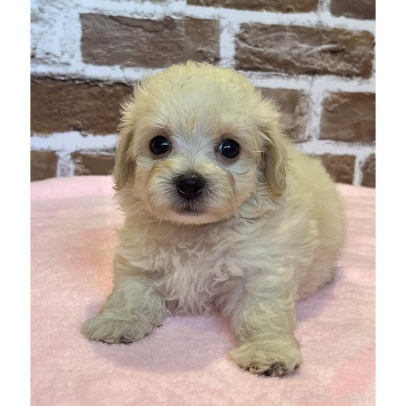 販売中の鹿児島県のミックス犬-419724の8枚目