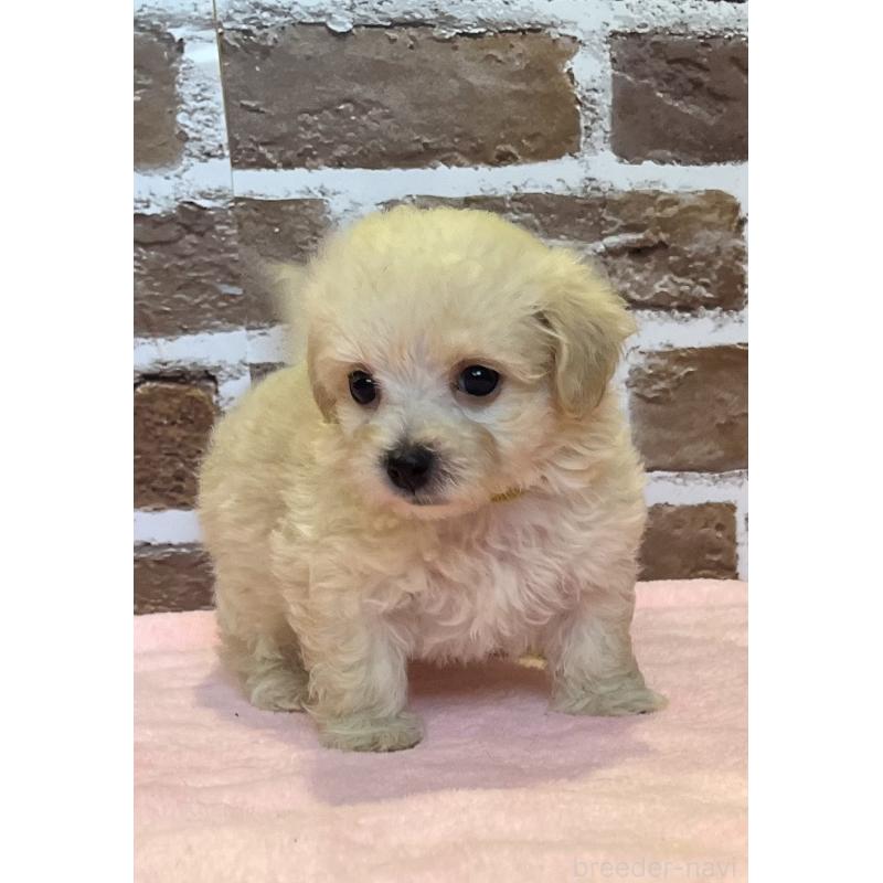 販売中の鹿児島県のミックス犬-419724の7枚目