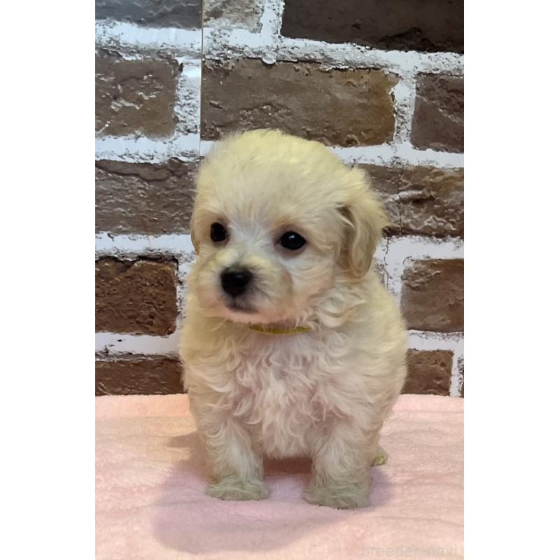 販売中の鹿児島県のミックス犬-419724の6枚目
