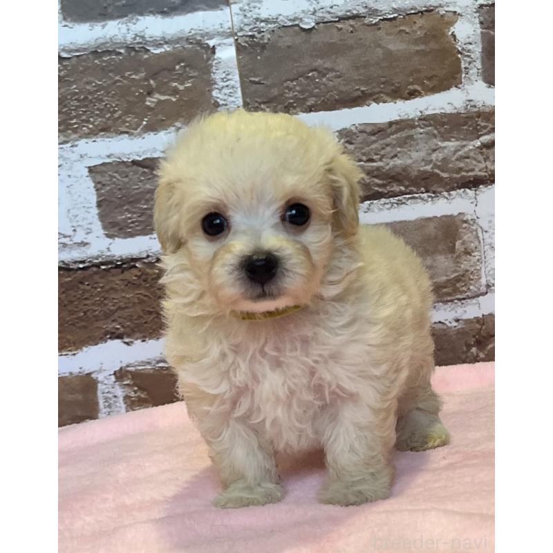 販売中の鹿児島県のミックス犬-419724の5枚目