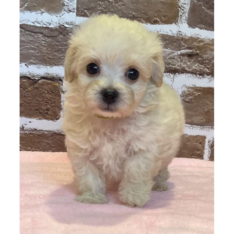 販売中の鹿児島県のミックス犬-419724の4枚目