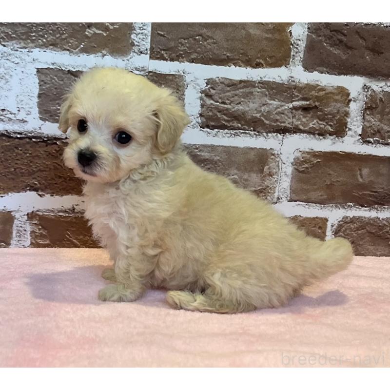 販売中の鹿児島県のミックス犬-419724の3枚目