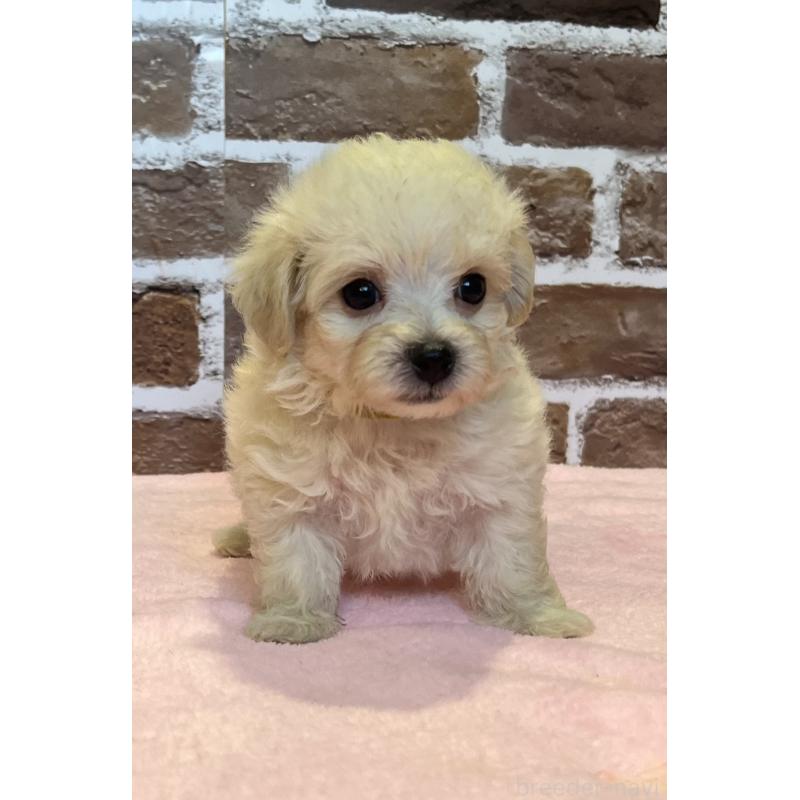 販売中の鹿児島県のミックス犬-419724の2枚目