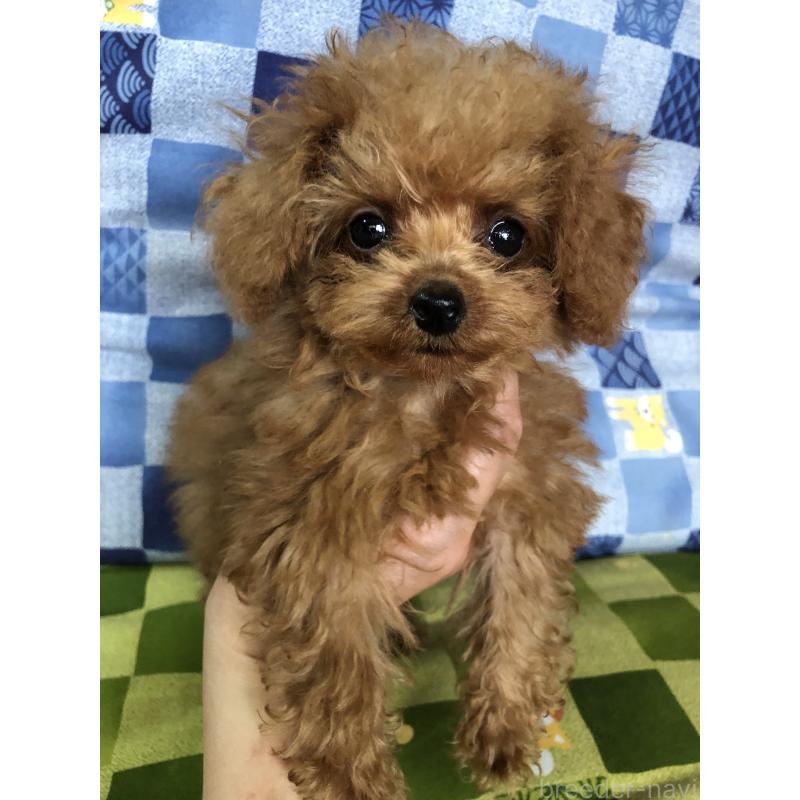 成約済の兵庫県のトイプードル-413445の12枚目