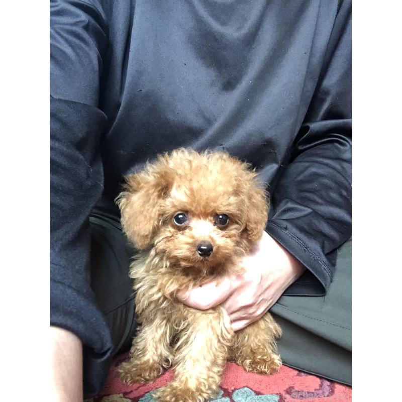 成約済の兵庫県のトイプードル-413445の11枚目