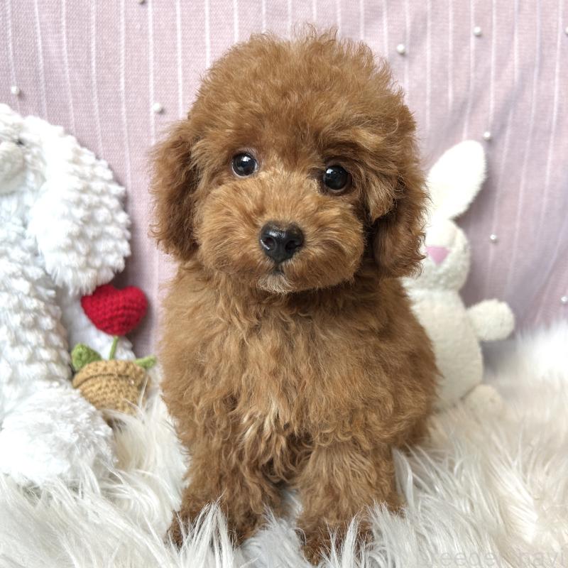 販売中の栃木県のトイプードル-415740の3枚目