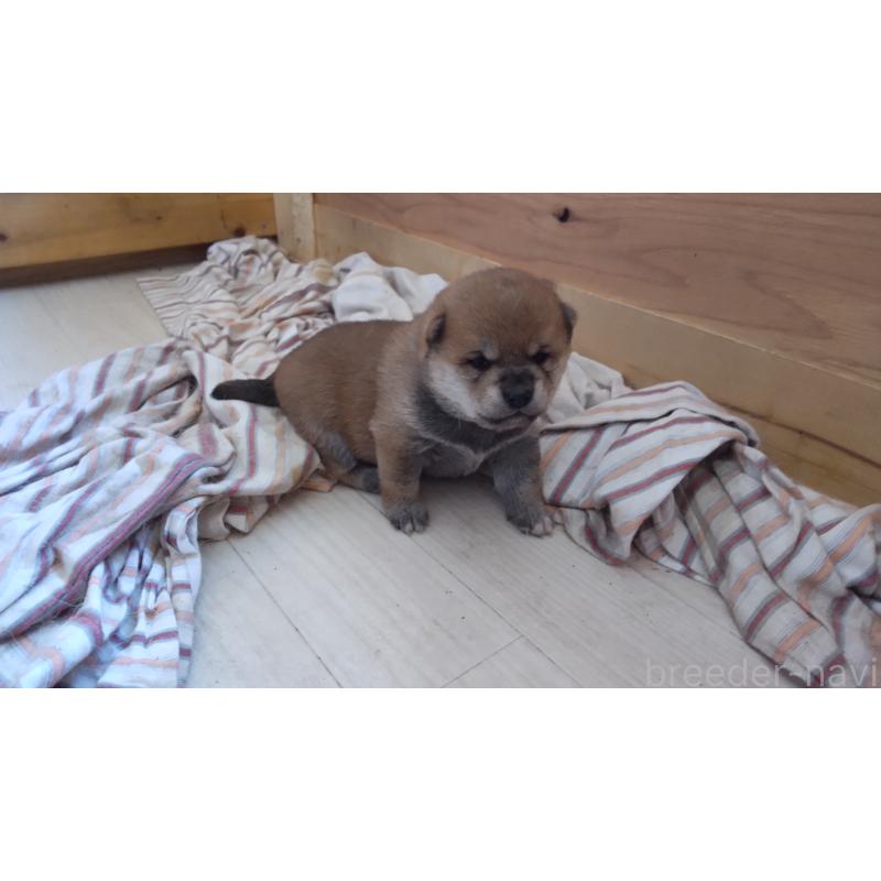 販売中の秋田県の柴犬-419725の4枚目