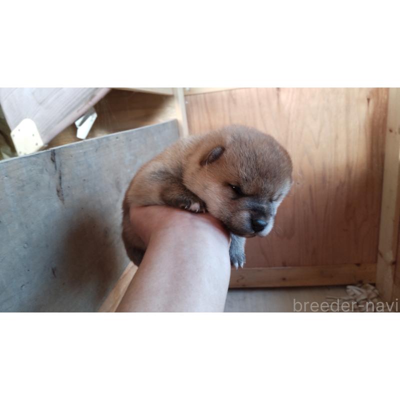 販売中の秋田県の柴犬-419725の2枚目
