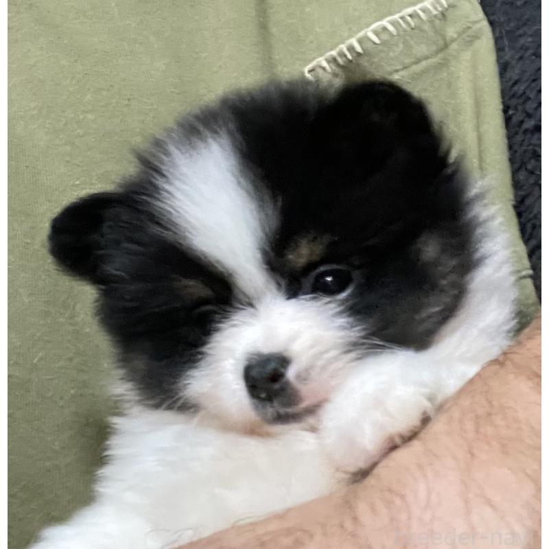 販売中の埼玉県のポメラニアン-417089の5枚目