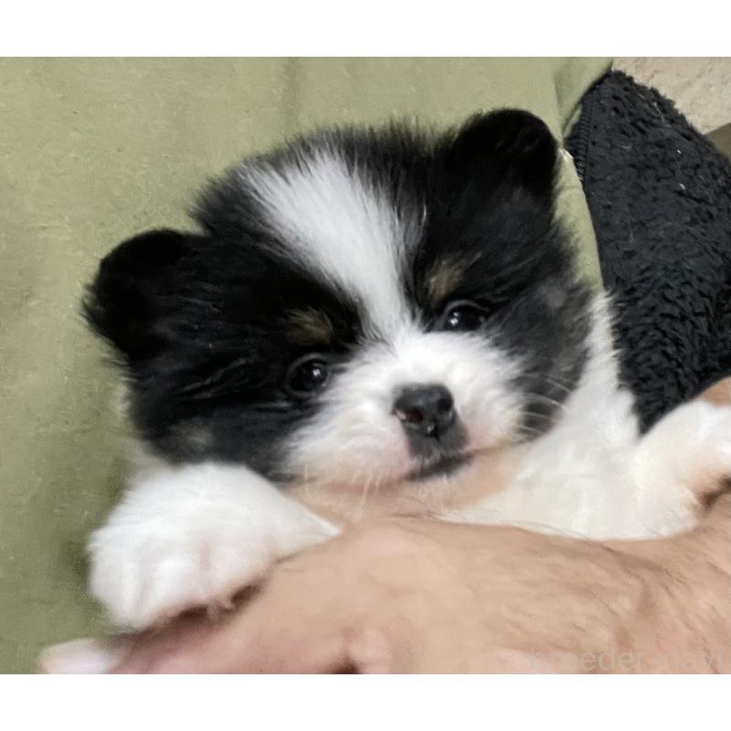 販売中の埼玉県のポメラニアン-417089の4枚目