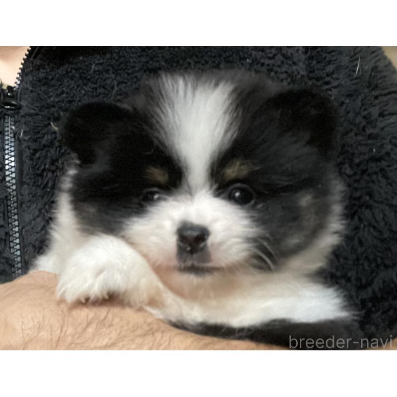 販売中の埼玉県のポメラニアン-417089の3枚目