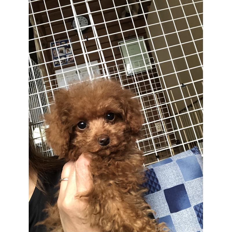 販売中の兵庫県のトイプードル-413442の15枚目