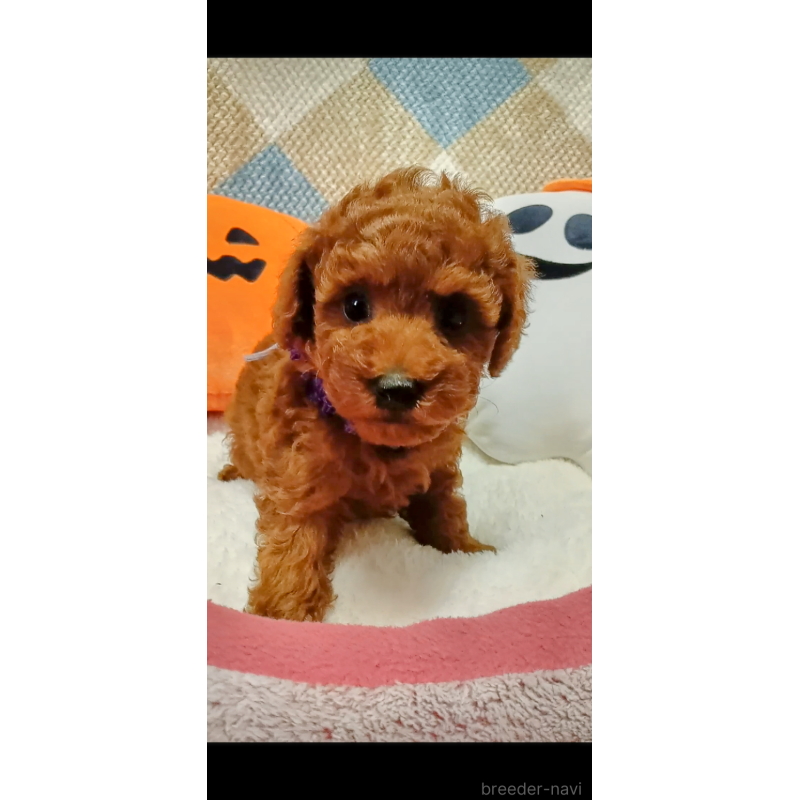 成約済の熊本県のトイプードル-417074の5枚目