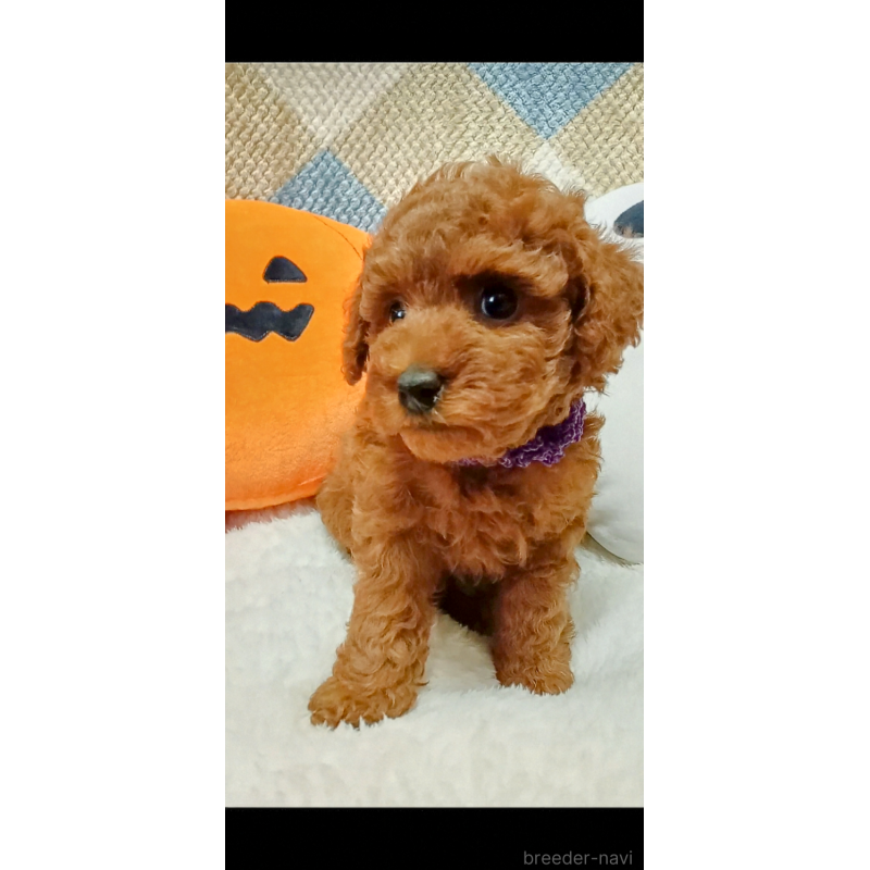 成約済の熊本県のトイプードル-417074の4枚目