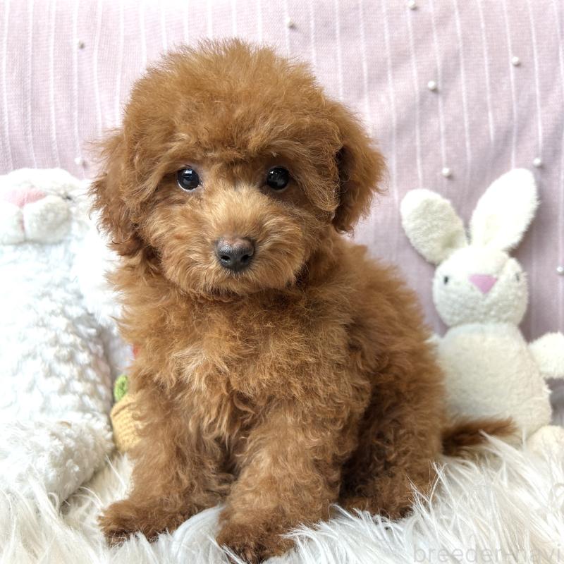 商談中の栃木県のトイプードル-415743の5枚目