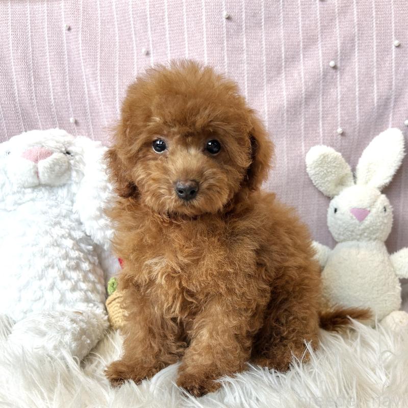 商談中の栃木県のトイプードル-415743の4枚目