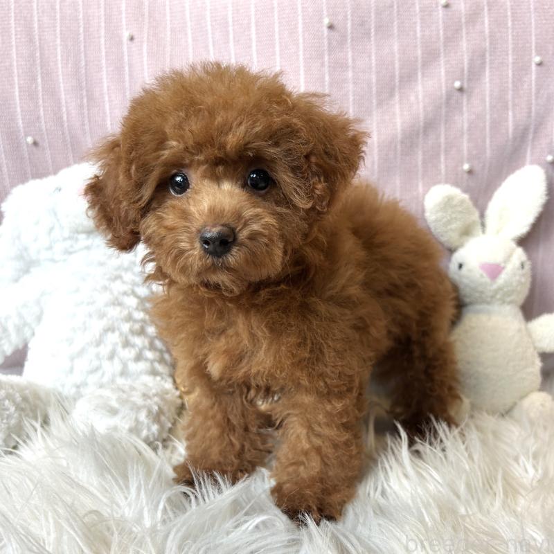 商談中の栃木県のトイプードル-415743の3枚目