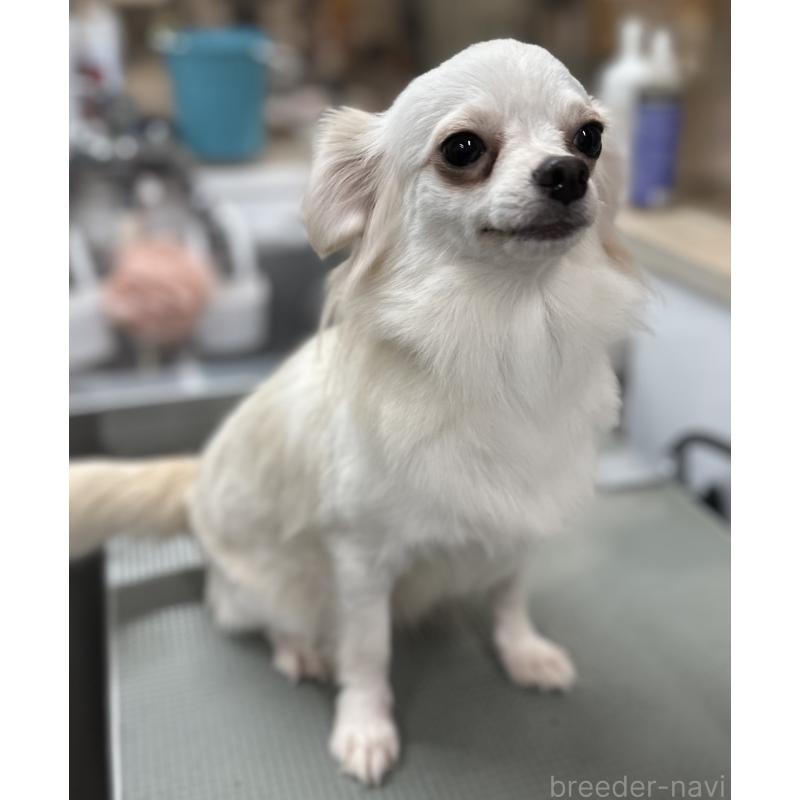 成約済の東京都のチワワ(ロングコート)-419265の4枚目