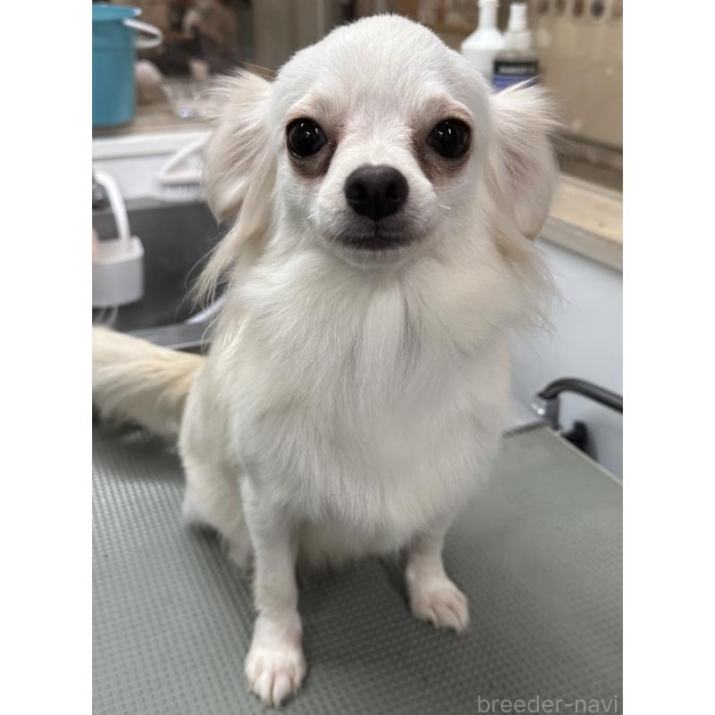 成約済の東京都のチワワ(ロングコート)-419265の3枚目