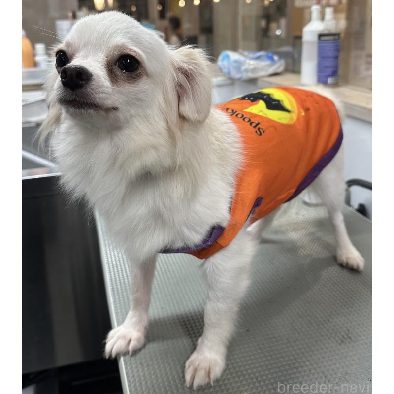 成約済の東京都のチワワ(ロングコート)-419265の2枚目