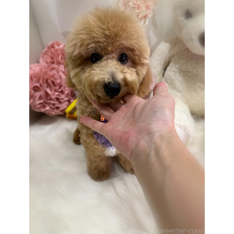 販売中の香川県のビションプー:ビションフリーゼ×トイプードル-386300の5枚目