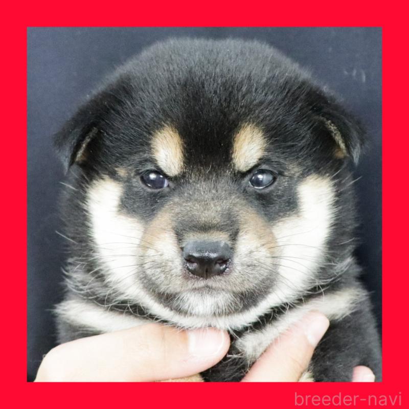 販売中の愛知県の柴犬-419951の1枚目