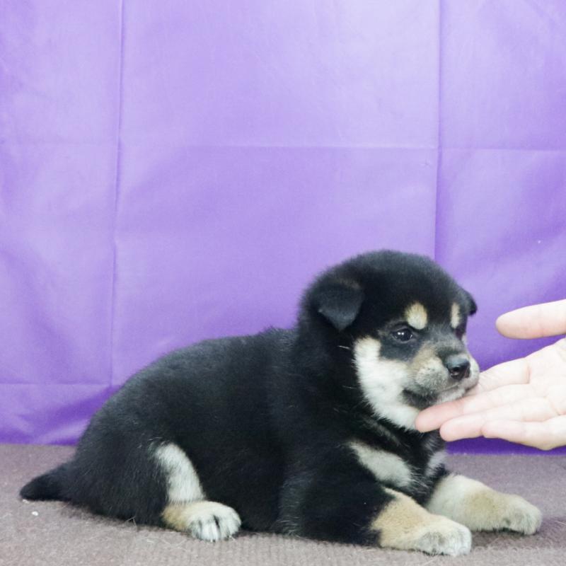販売中の愛知県の柴犬-419951の3枚目