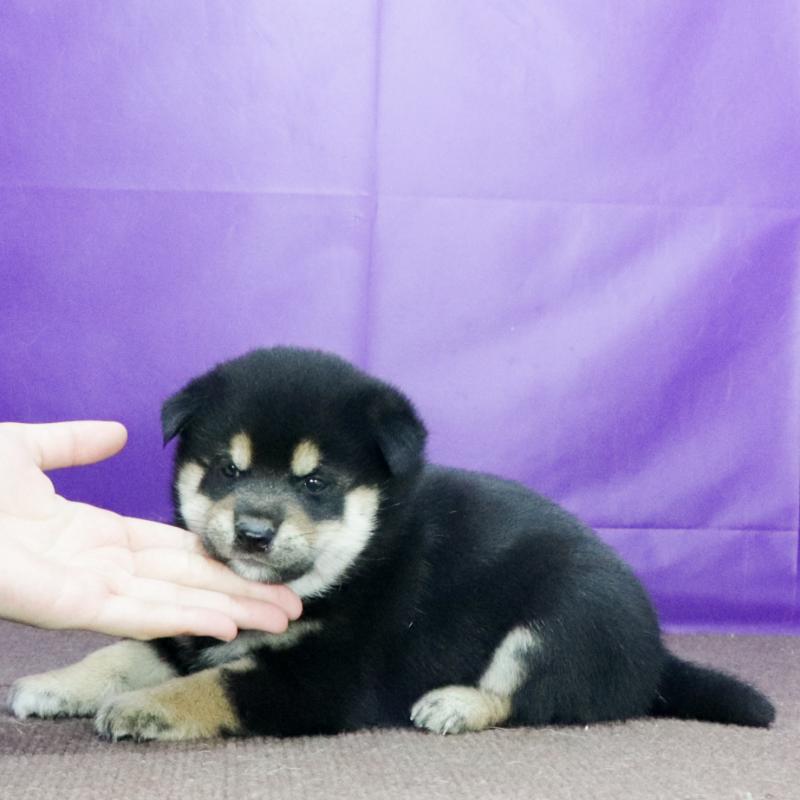 販売中の愛知県の柴犬-419951の2枚目