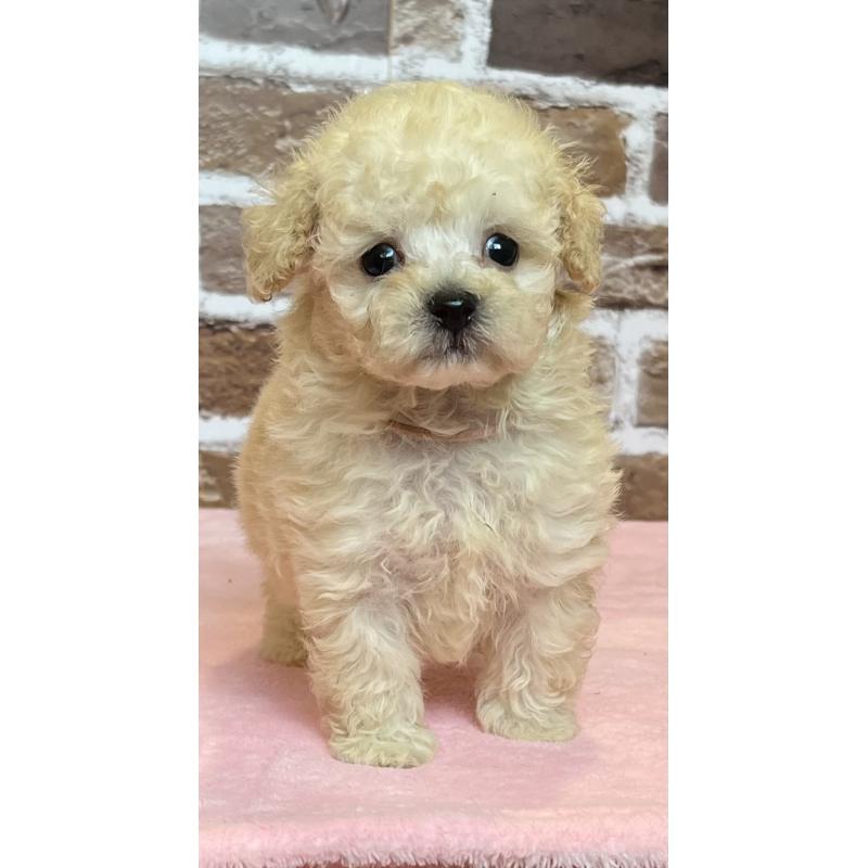 販売中の鹿児島県のタイニープードル-418495