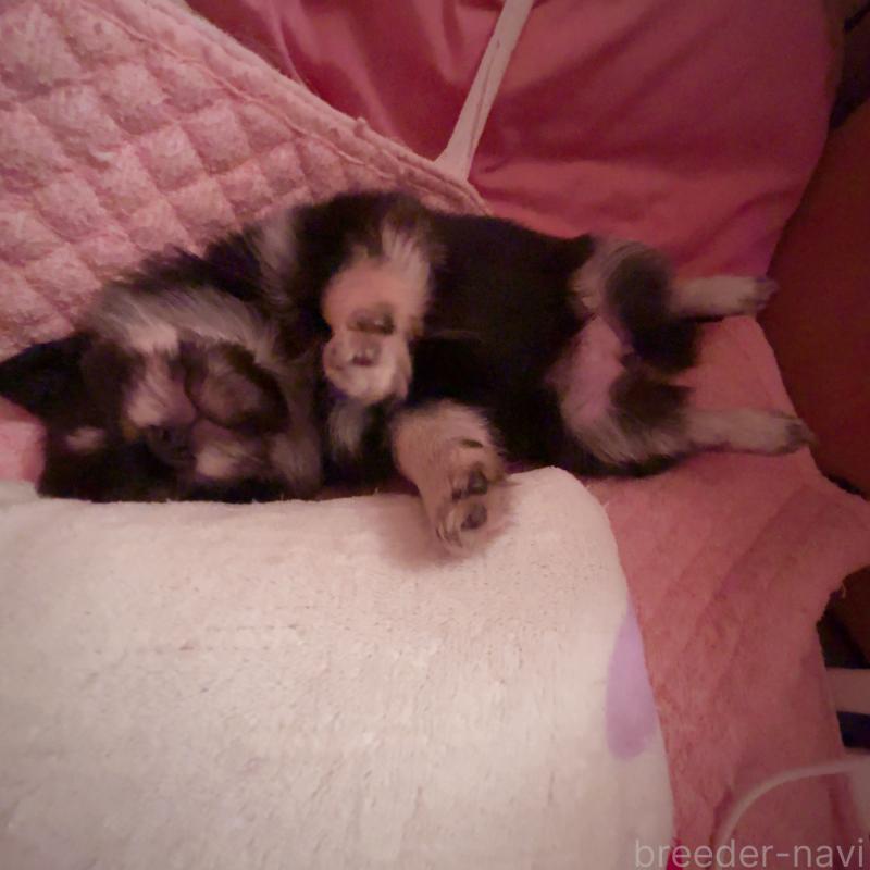 販売中の香川県のチワワ(ロングコート)-414547の10枚目