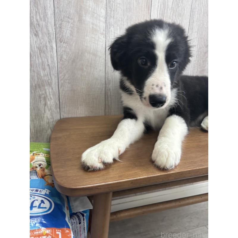 販売中の茨城県のボーダーコリー-413750の3枚目