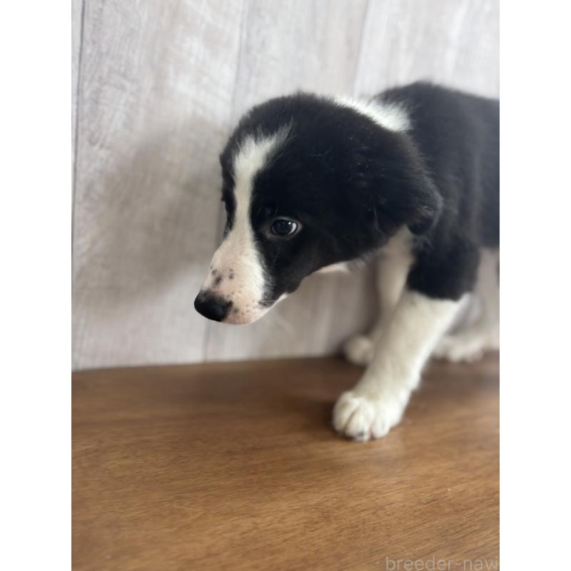 販売中の茨城県のボーダーコリー-413750の2枚目