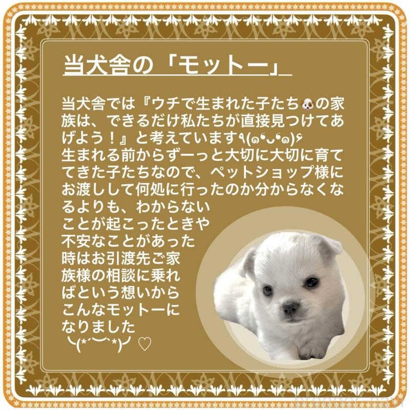 販売中の大阪府のチワワ(ロングコート)-419972の2枚目