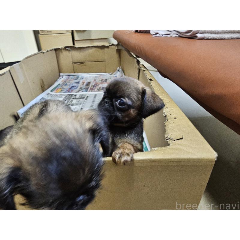 成約済の愛知県のプチブラバンソン-415954の4枚目