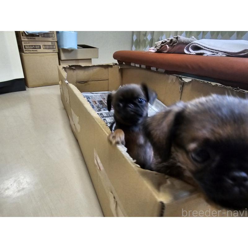 成約済の愛知県のプチブラバンソン-415954の2枚目