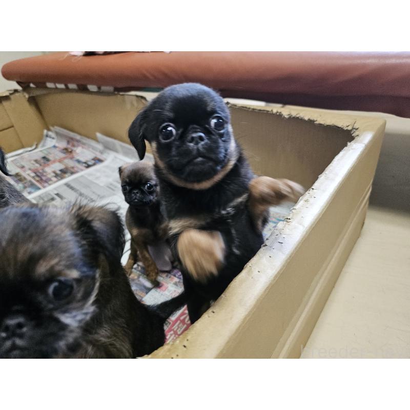 成約済の愛知県のプチブラバンソン-415943の6枚目