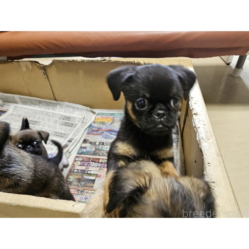 成約済の愛知県のプチブラバンソン-415943の5枚目