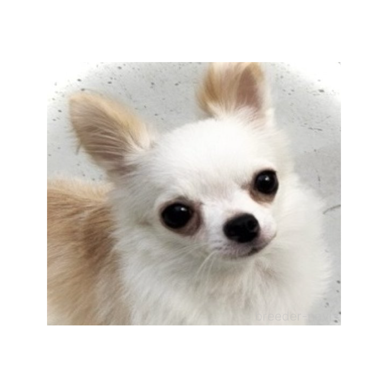 ユキちゃん1枚目