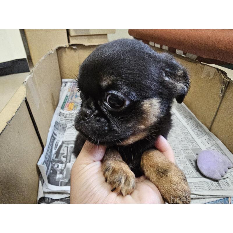 成約済の愛知県のプチブラバンソン-415943の2枚目