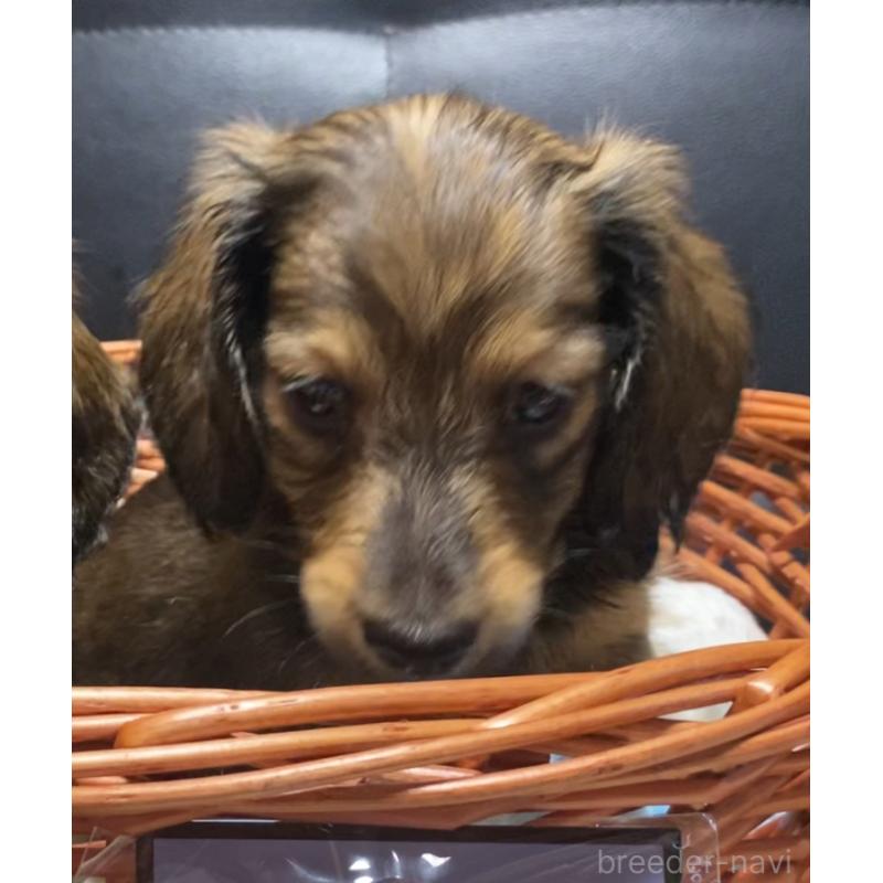 成約済の岐阜県のミニチュアダックスフンド(ロングヘアード)-413678の12枚目