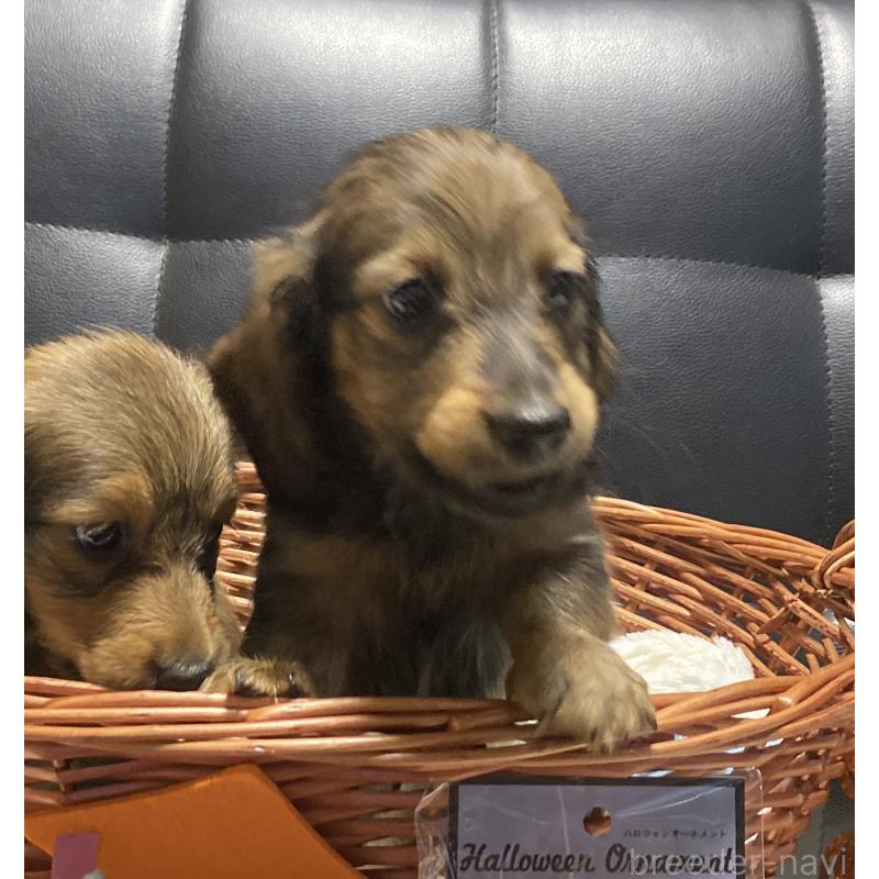 成約済の岐阜県のミニチュアダックスフンド(ロングヘアード)-413678の11枚目